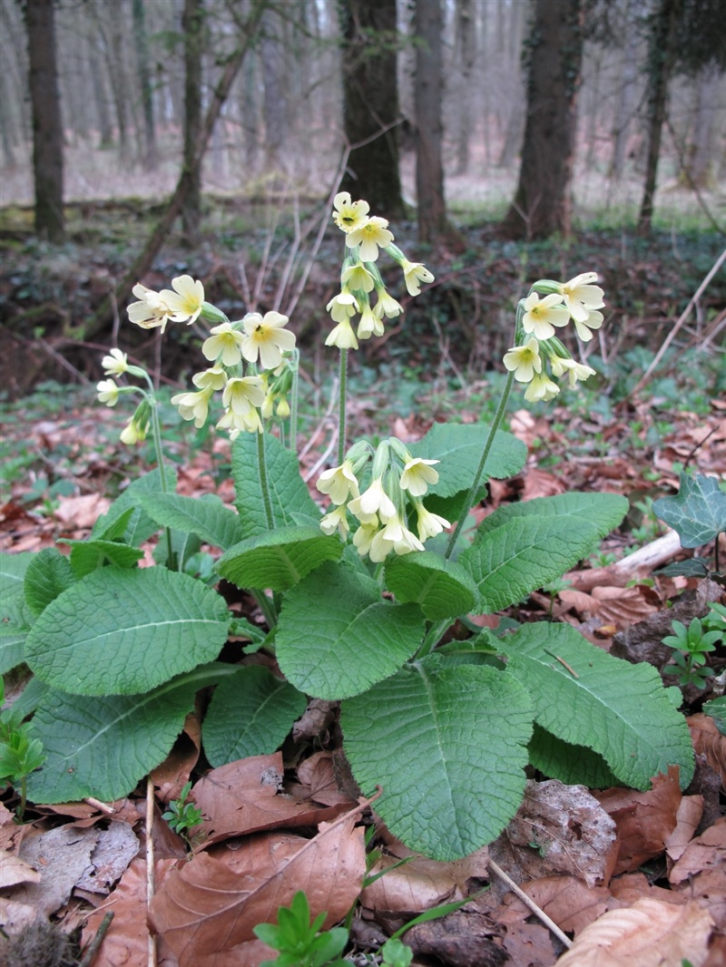 Frühblüher 12